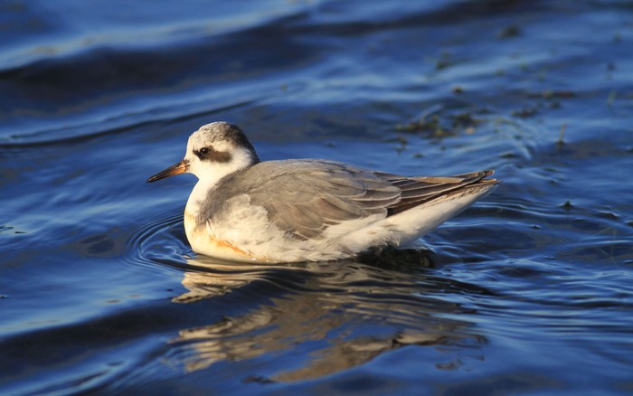 Grey Phalarope