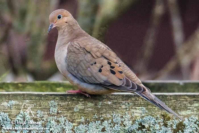 Mourning Dove