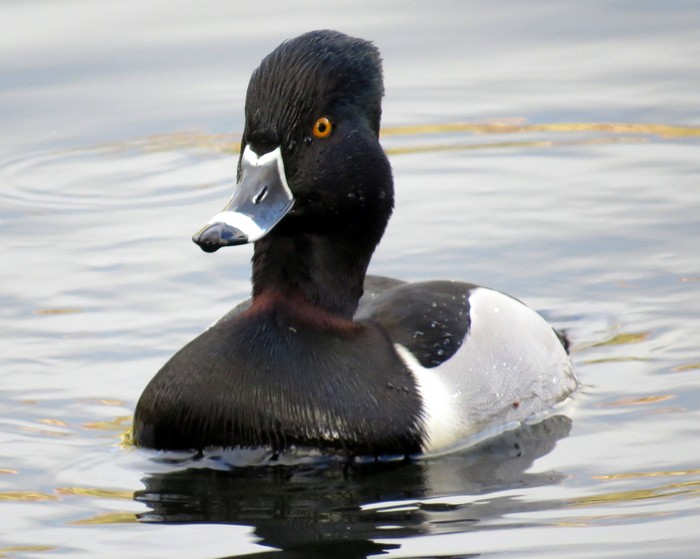 Ring-necked Duck