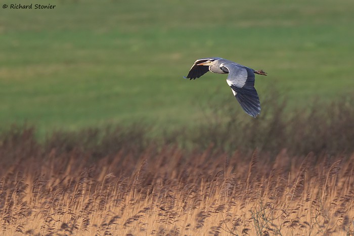 Grey Heron