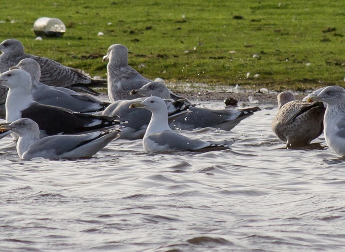 Caspian Gull