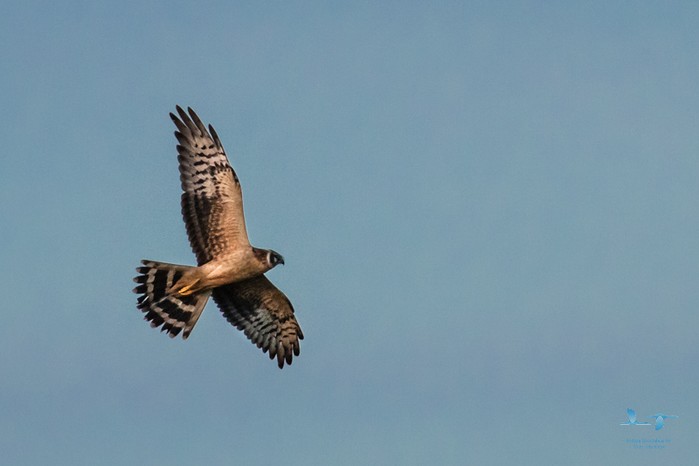 Pallid Harrier
