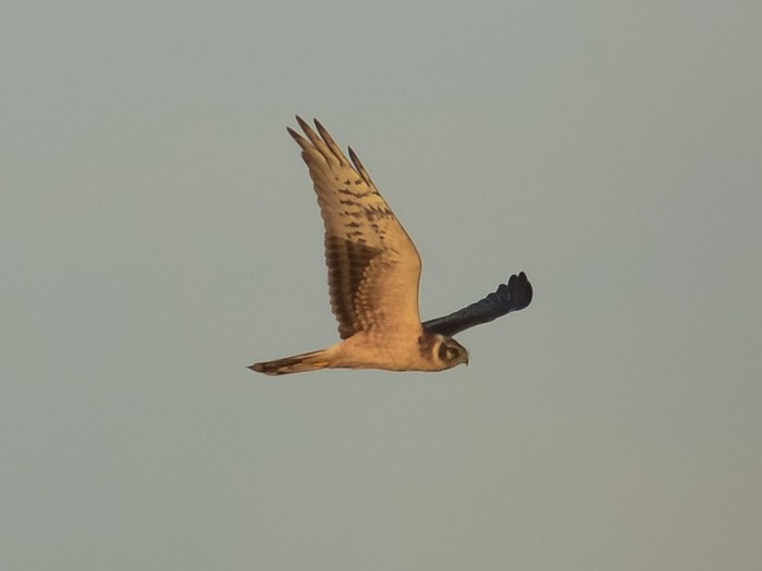 Pallid Harrier