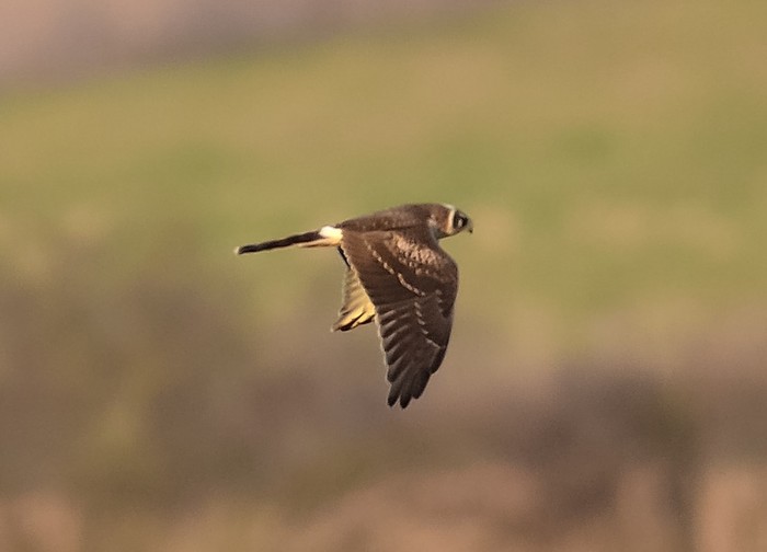 Pallid Harrier