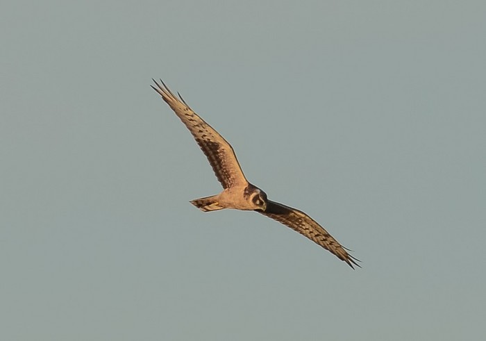 Pallid Harrier