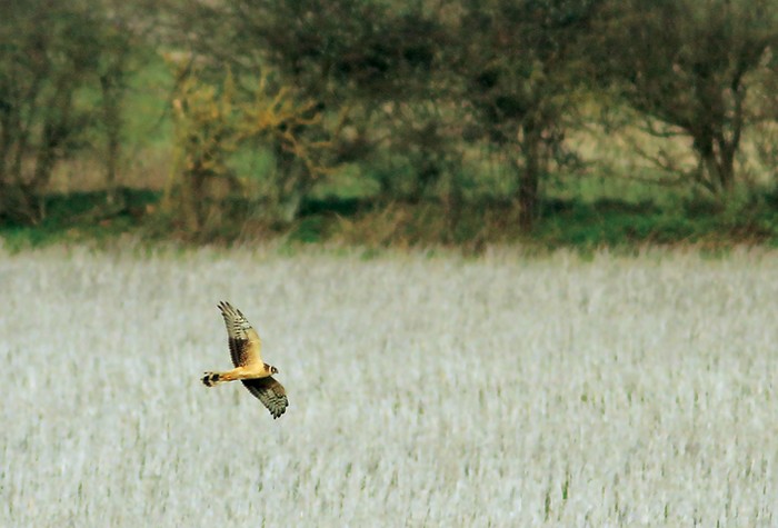 Pallid Harrier
