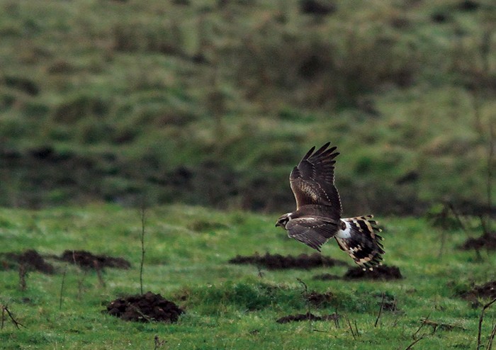 Pallid Harrier