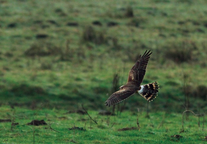 Pallid Harrier