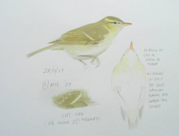 Greenish Warbler