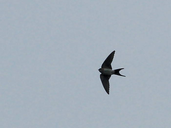 Red-rumped Swallow