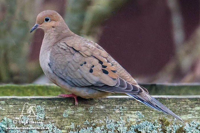 Mourning Dove