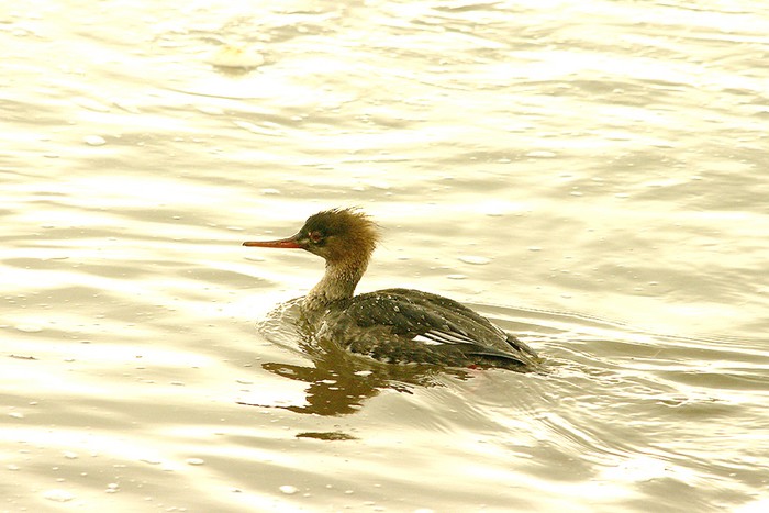 Red-breasted Merganser