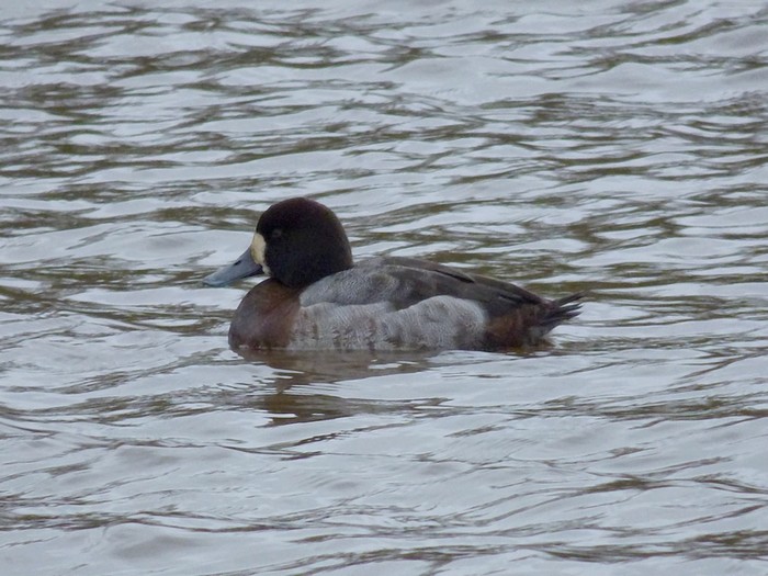 Scaup
