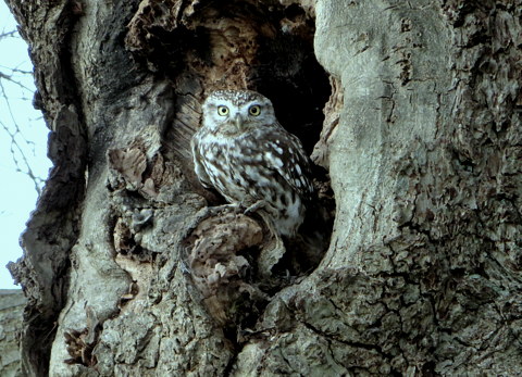 Little Owl