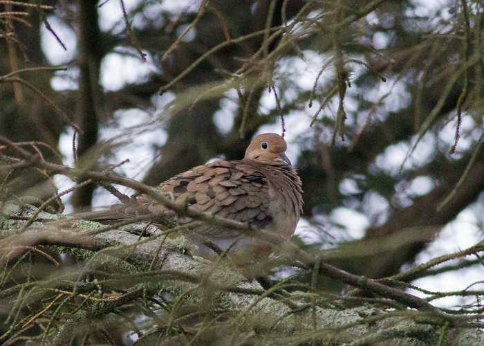 Mourning Dove