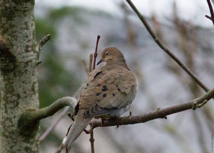 Mourning Dove