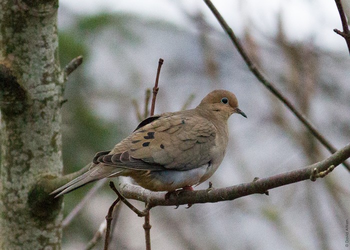 Mourning Dove