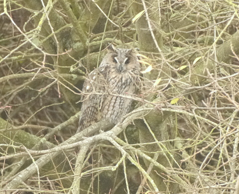 Long-eared Owl