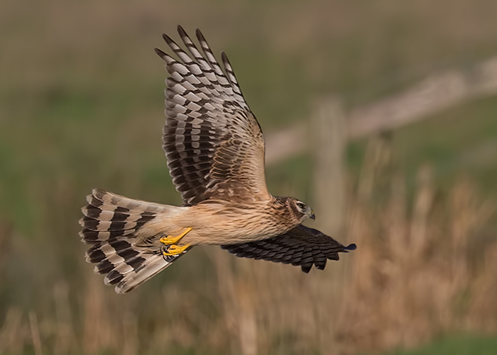 Hen Harrier
