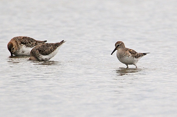 White-rumped Sandpiper