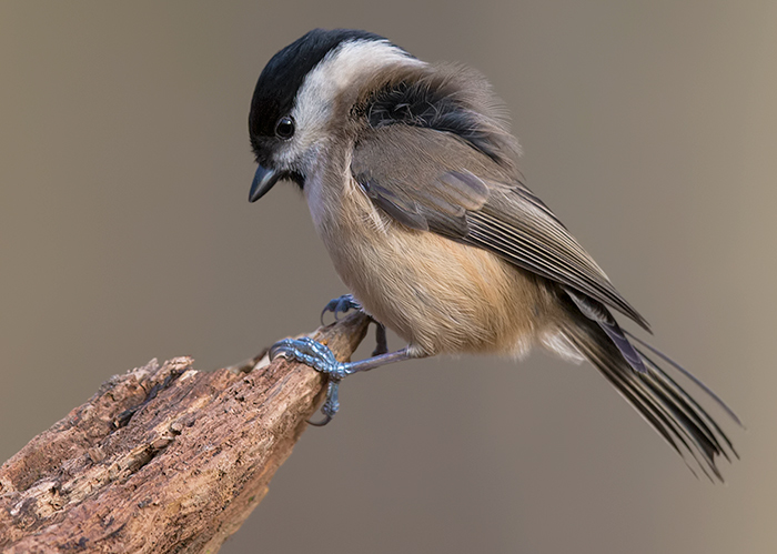 Marsh Tit