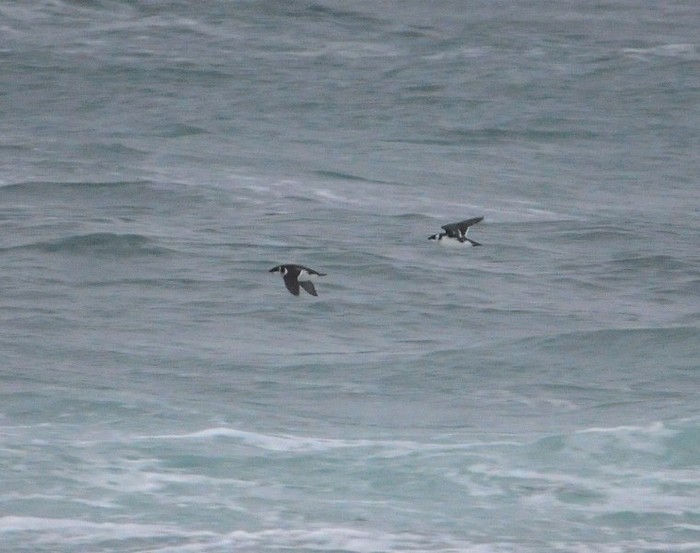 Little Auk