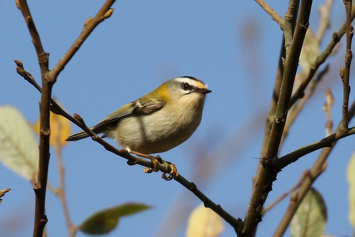 Firecrest