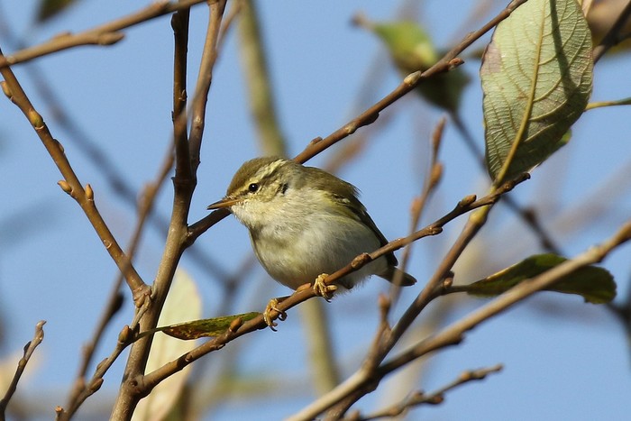 Yellow-browed Warbler