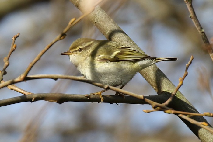 Yellow-browed Warbler