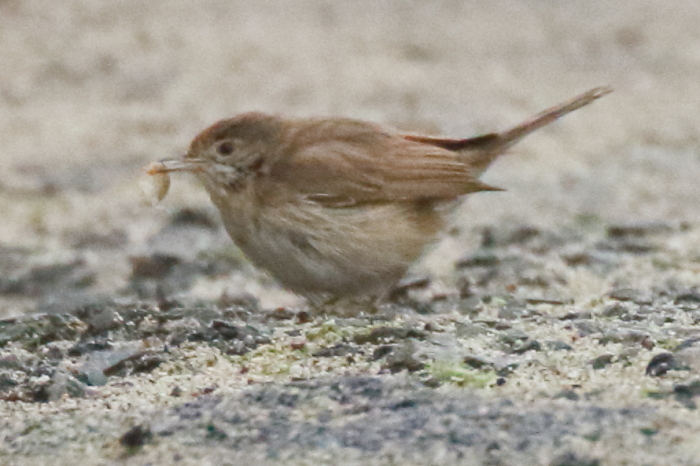 Whitethroat