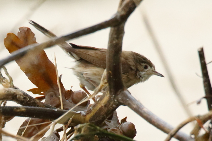 Whitethroat