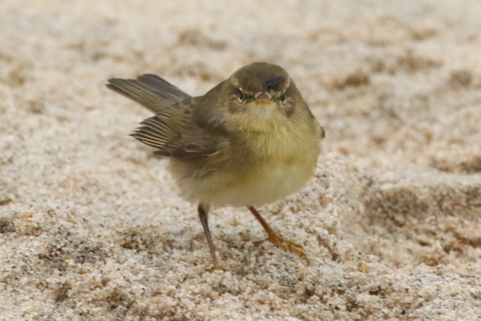 Willow Warbler