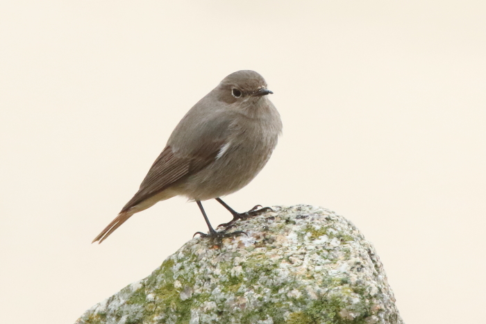 Black Redstart