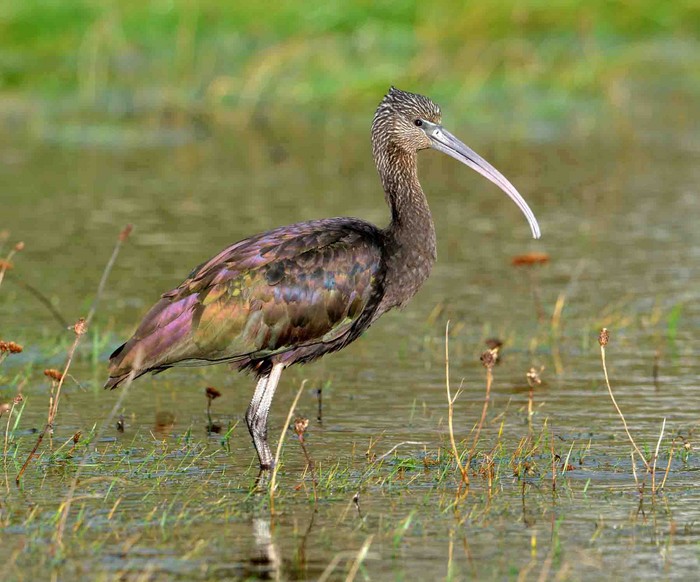 Glossy Ibis