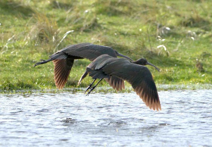 Glossy Ibis