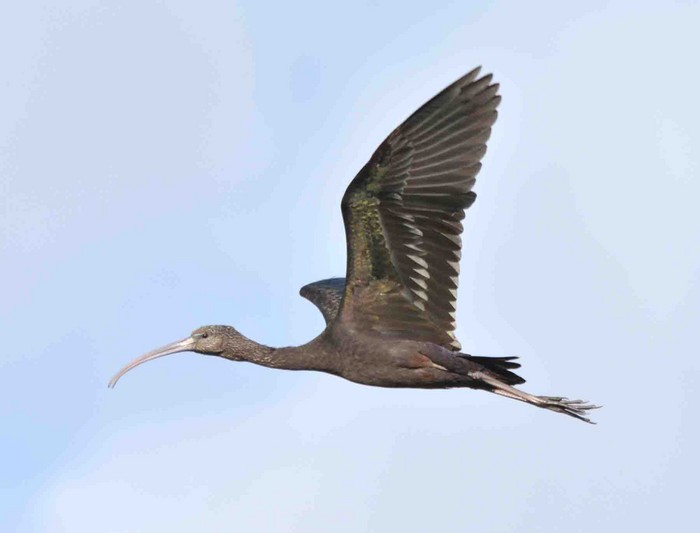 Glossy Ibis
