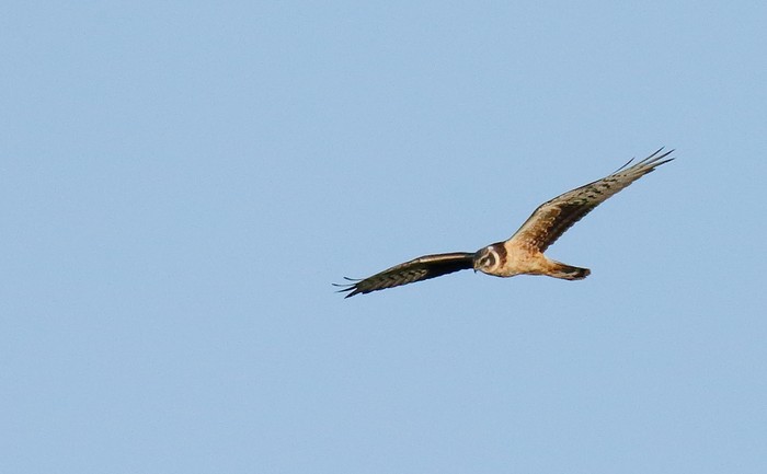 Pallid Harrier