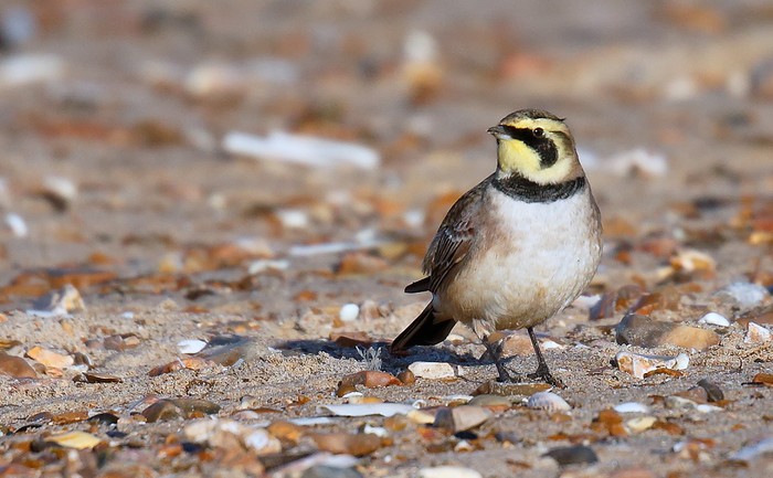 Shorelark