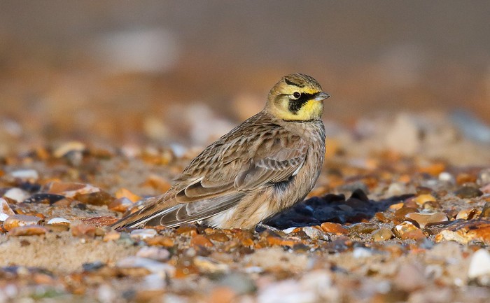 Shorelark
