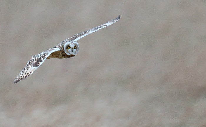 Short-eared Owl