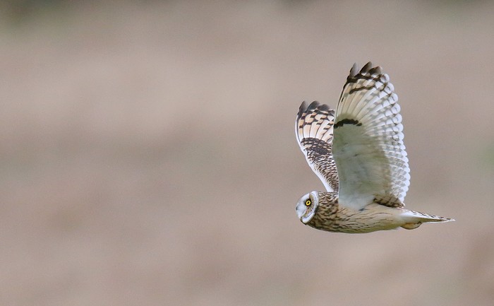 Short-eared Owl