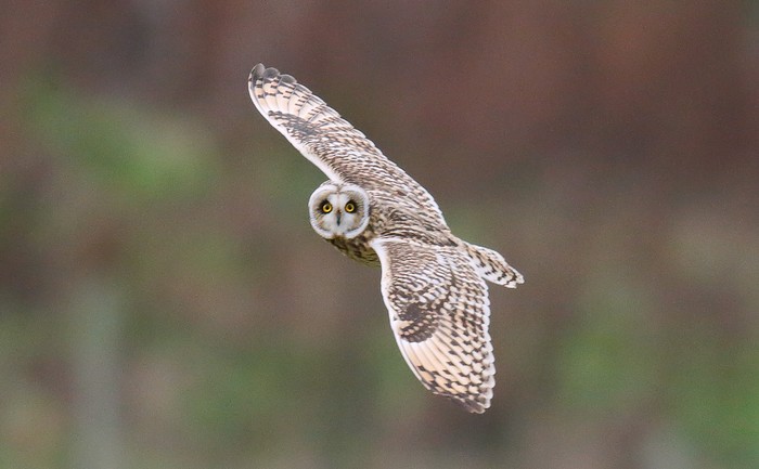 Short-eared Owl