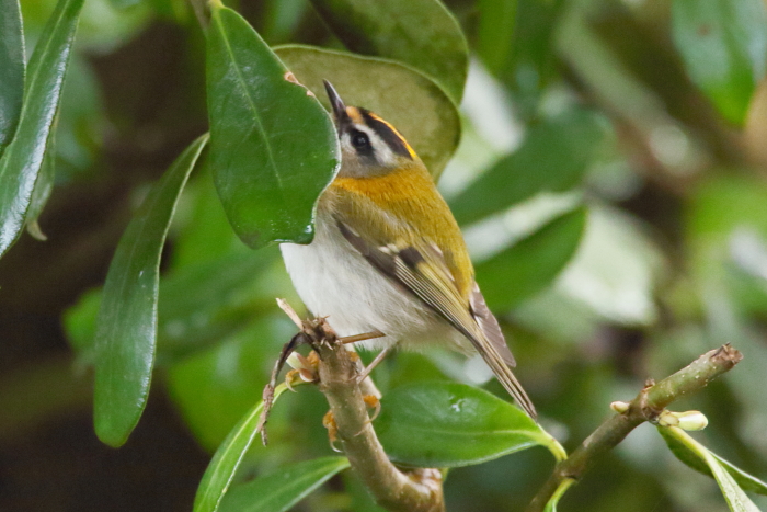 Firecrest