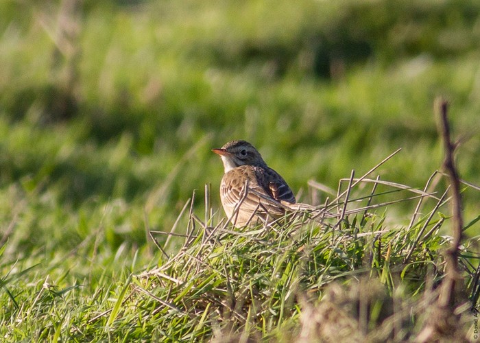 Richard's Pipit