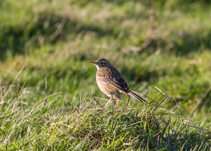 Richard's Pipit