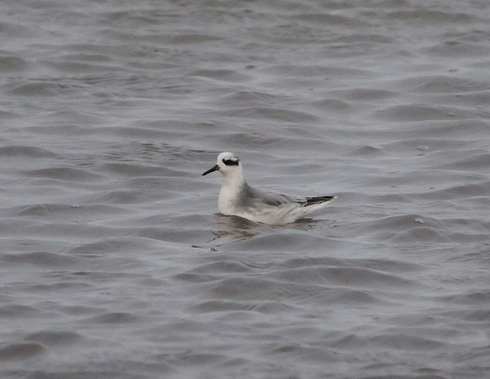 Grey Phalarope