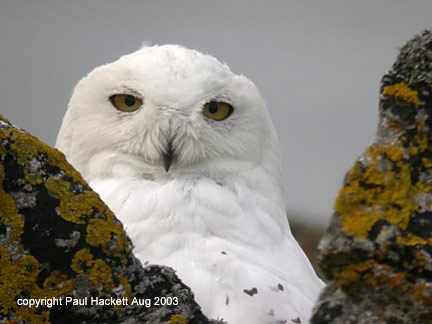 Snowy Owl