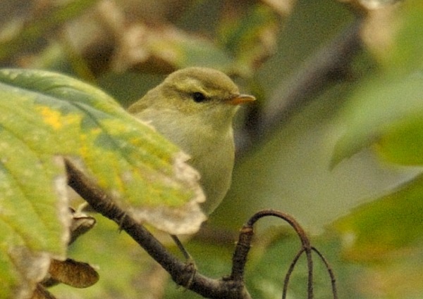 Greenish Warbler
