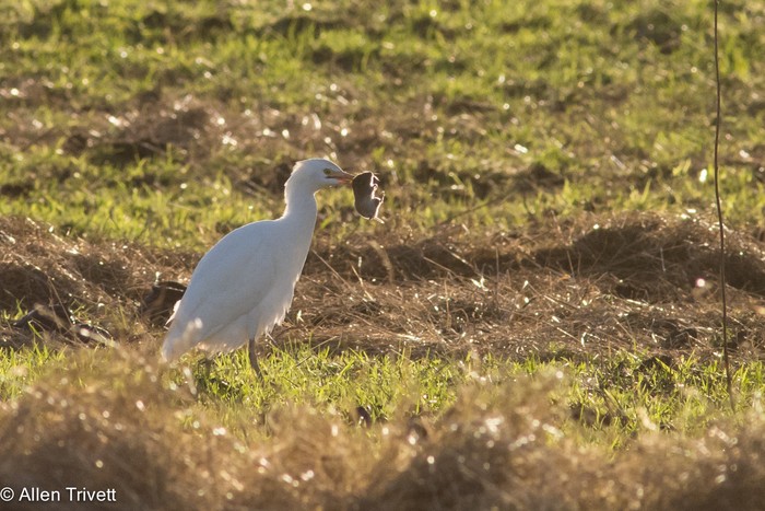 Cattle Egret