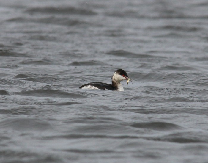 Slavonian Grebe
